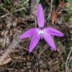 Glossodia major at Taylors Flat, NSW - 21 Sep 2024