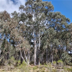 Eucalyptus rossii at Taylors Flat, NSW - 21 Sep 2024