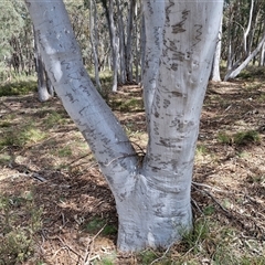 Eucalyptus rossii at Taylors Flat, NSW - 21 Sep 2024