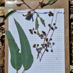 Eucalyptus rossii at Taylors Flat, NSW - 21 Sep 2024