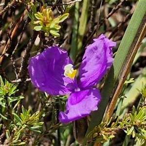 Patersonia sericea var. sericea at Taylors Flat, NSW - 21 Sep 2024