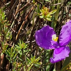 Patersonia sericea var. sericea at Taylors Flat, NSW - 21 Sep 2024