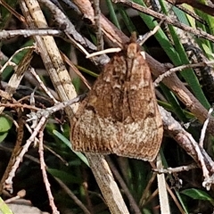 Uresiphita ornithopteralis (Tree Lucerne Moth) at Taylors Flat, NSW - 21 Sep 2024 by trevorpreston