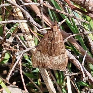 Uresiphita ornithopteralis at Taylors Flat, NSW - 21 Sep 2024