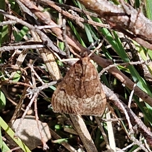 Uresiphita ornithopteralis at Taylors Flat, NSW - 21 Sep 2024