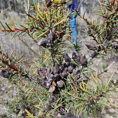 Hakea decurrens subsp. decurrens (Bushy Needlewood) at Taylors Flat, NSW - 21 Sep 2024 by trevorpreston