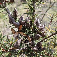 Hakea decurrens subsp. decurrens at Taylors Flat, NSW - 21 Sep 2024 11:05 AM