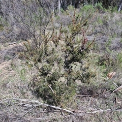 Hakea decurrens subsp. decurrens at Taylors Flat, NSW - 21 Sep 2024 11:05 AM