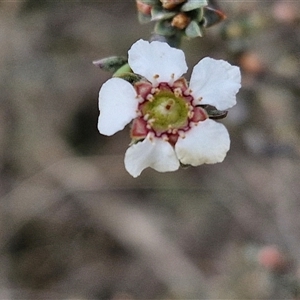 Gaudium multicaule at Taylors Flat, NSW - 21 Sep 2024