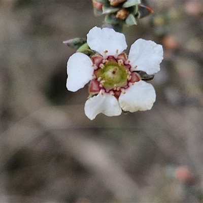 Gaudium multicaule (Teatree) at Taylors Flat, NSW - 21 Sep 2024 by trevorpreston