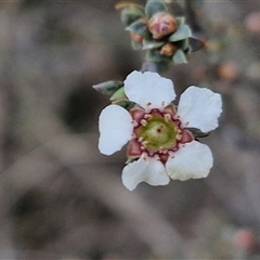 Gaudium multicaule at Taylors Flat, NSW - 21 Sep 2024