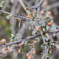 Gaudium multicaule at Taylors Flat, NSW - 21 Sep 2024