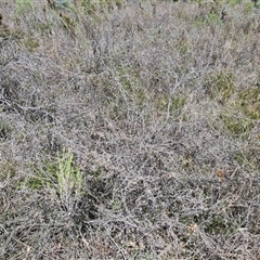 Gaudium multicaule at Taylors Flat, NSW - 21 Sep 2024