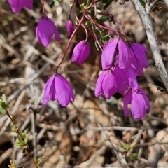 Tetratheca bauerifolia (Heath Pink-bells) at Taylors Flat, NSW - 21 Sep 2024 by trevorpreston