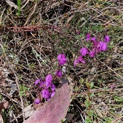 Tetratheca bauerifolia at Taylors Flat, NSW - 21 Sep 2024