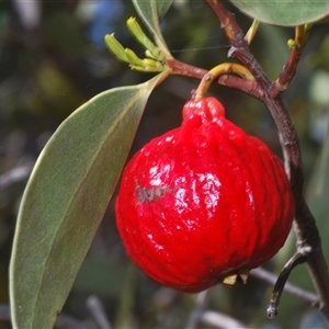 Santalum acuminatum at Euabalong, NSW - suppressed