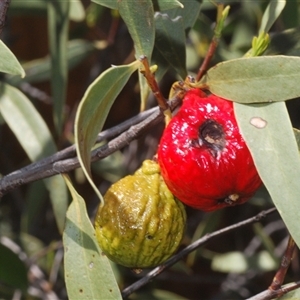 Santalum acuminatum at Euabalong, NSW - suppressed