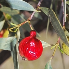 Santalum acuminatum at Euabalong, NSW - suppressed