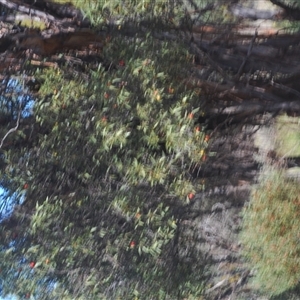 Santalum acuminatum at Euabalong, NSW - suppressed