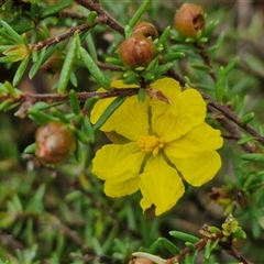 Hibbertia sp. (Guinea Flower) at Taylors Flat, NSW - 21 Sep 2024 by trevorpreston