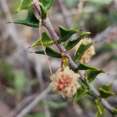 Acacia gunnii (Ploughshare Wattle) at Taylors Flat, NSW - 21 Sep 2024 by trevorpreston