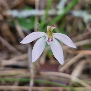 Caladenia fuscata at Taylors Flat, NSW - 21 Sep 2024