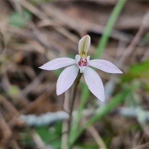 Caladenia fuscata at Taylors Flat, NSW - 21 Sep 2024