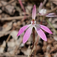 Caladenia fuscata (Dusky Fingers) at Taylors Flat, NSW - 21 Sep 2024 by trevorpreston