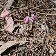 Caladenia fuscata at Taylors Flat, NSW - 21 Sep 2024