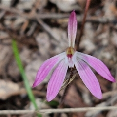 Caladenia fuscata at Taylors Flat, NSW - 21 Sep 2024