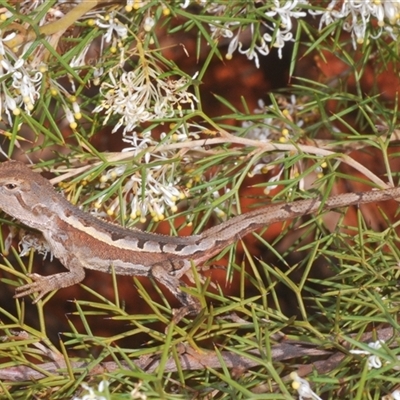 Unverified Dragon at Euabalong, NSW - 19 Sep 2024 by Harrisi