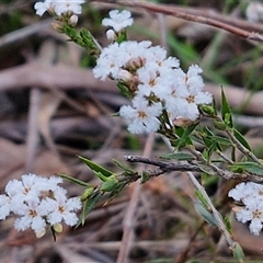 Leucopogon virgatus at Taylors Flat, NSW - 21 Sep 2024