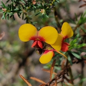 Dillwynia phylicoides at Taylors Flat, NSW - 21 Sep 2024 10:53 AM