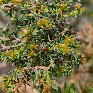 Dillwynia phylicoides at Taylors Flat, NSW - 21 Sep 2024 10:53 AM