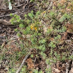 Dillwynia phylicoides at Taylors Flat, NSW - 21 Sep 2024 10:53 AM