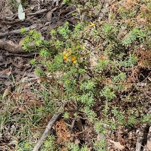 Dillwynia phylicoides at Taylors Flat, NSW - 21 Sep 2024 10:53 AM