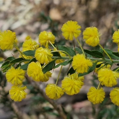 Acacia paradoxa (Kangaroo Thorn) at Taylors Flat, NSW - 21 Sep 2024 by trevorpreston