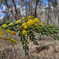 Acacia paradoxa at Taylors Flat, NSW - 21 Sep 2024