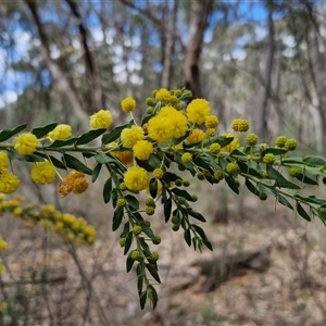 Acacia paradoxa at Taylors Flat, NSW - 21 Sep 2024