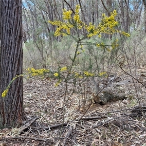 Acacia paradoxa at Taylors Flat, NSW - 21 Sep 2024