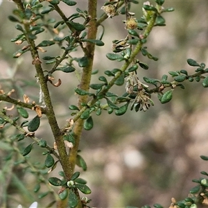 Olearia microphylla at Taylors Flat, NSW - 21 Sep 2024