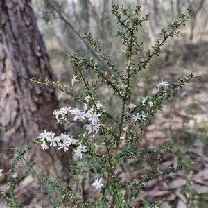 Olearia microphylla at Taylors Flat, NSW - 21 Sep 2024