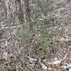 Olearia microphylla at Taylors Flat, NSW - 21 Sep 2024