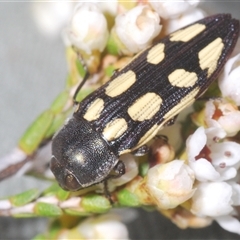 Castiarina parallela (A Jewel Beetle) at Euabalong, NSW - 19 Sep 2024 by Harrisi