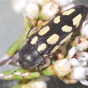 Castiarina parallela at Euabalong, NSW - 20 Sep 2024