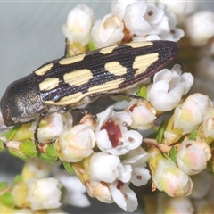 Castiarina parallela at Euabalong, NSW - 20 Sep 2024