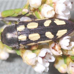 Castiarina parallela at Euabalong, NSW - 20 Sep 2024