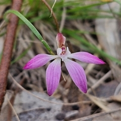 Caladenia fuscata (Dusky Fingers) at Taylors Flat, NSW - 21 Sep 2024 by trevorpreston