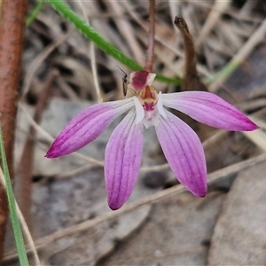 Caladenia fuscata at Taylors Flat, NSW - suppressed