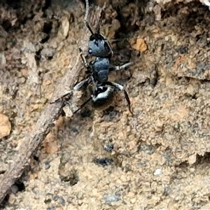 Polyrhachis sp. (genus) at Taylors Flat, NSW - 21 Sep 2024 10:47 AM